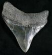 Large & Beautiful Posterior Megalodon Tooth #8634-1